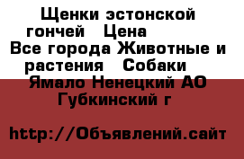 Щенки эстонской гончей › Цена ­ 7 000 - Все города Животные и растения » Собаки   . Ямало-Ненецкий АО,Губкинский г.